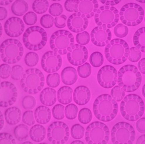 STENCIL LUNARE